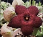 Caralluma melanantha